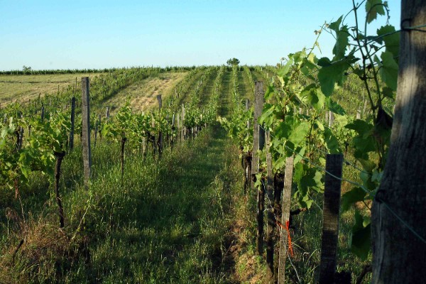 Mais d’où viennent les résidus de phytos de synthèse retrouvés dans les vins bio ?