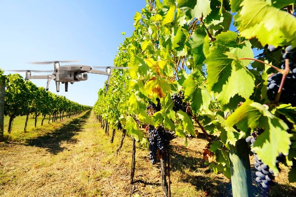 À quoi ressemblera le vignoble du futur ?