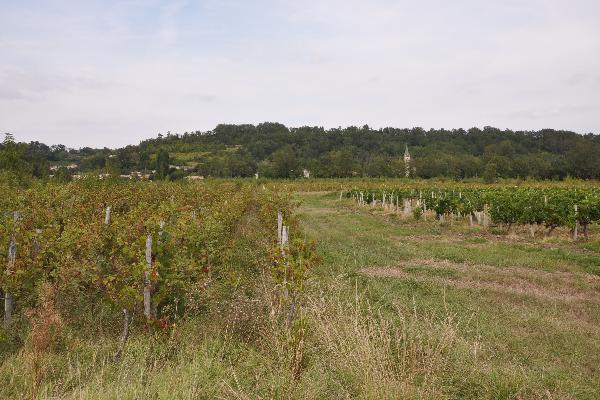 Les friches viticoles sont des réservoirs à mildiou, black-rot et oïdium