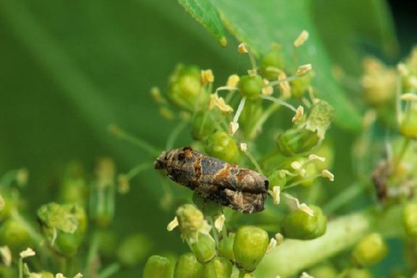 Forte pression des tordeuses dans le vignoble d’Alsace