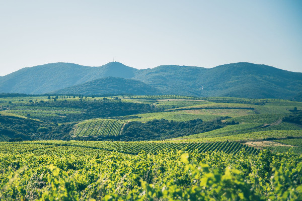 Faugères s'aligne sur la voie du retrait de l'interprofession des vins du Languedoc