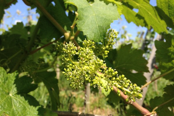 Premières vignes en fleurs dans le vignoble