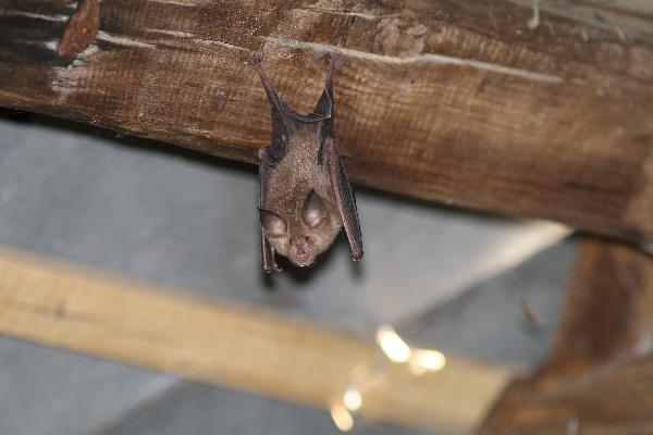  Des greniers plutôt que des nichoirs pour attirer les chauves-souris