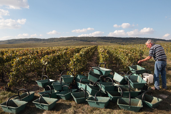 Maintien de la dérogation vendange de 72 heures de travail hebdomadaire