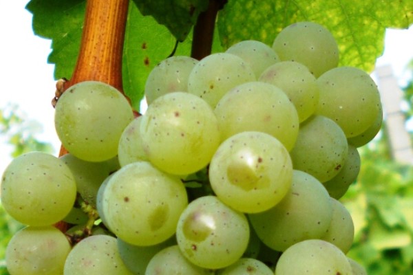 Un nouveau cépage résistant aux maladies autorisé en France