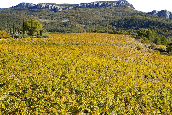 La vigne prend de l’avance et la pluie tarde en Vallée-du-Rhône