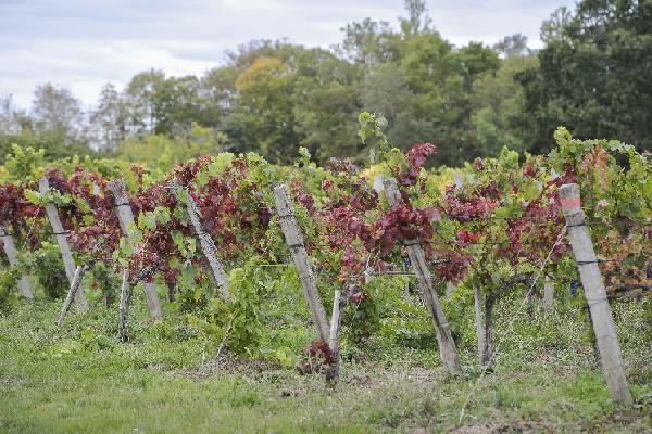  La lutte contre la flavescence dorée provoque des tensions dans les vignes