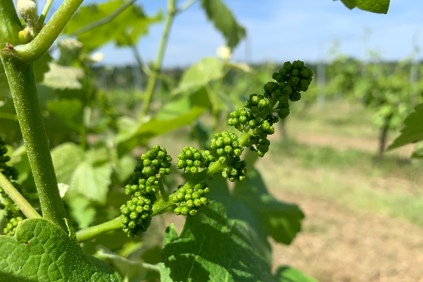 La vigne part sur 'plein pot' à Bergerac