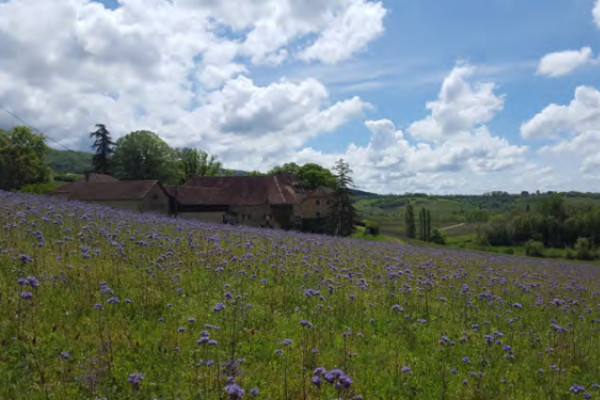 Jachères mellifères et engrais verts pour les vignobles Henri Maire