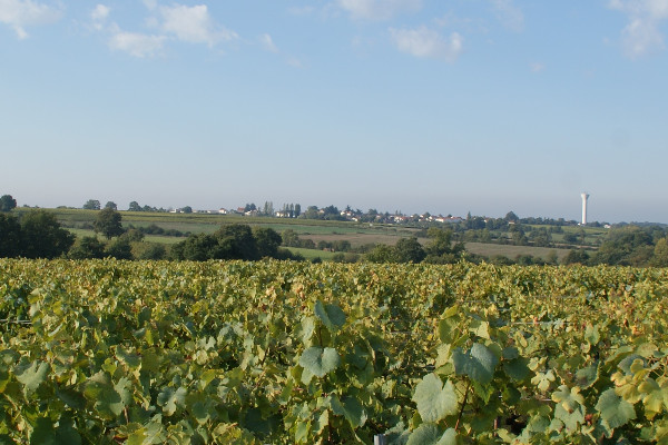 Les vins du Muscadet devraient retrouver du volume en 2022