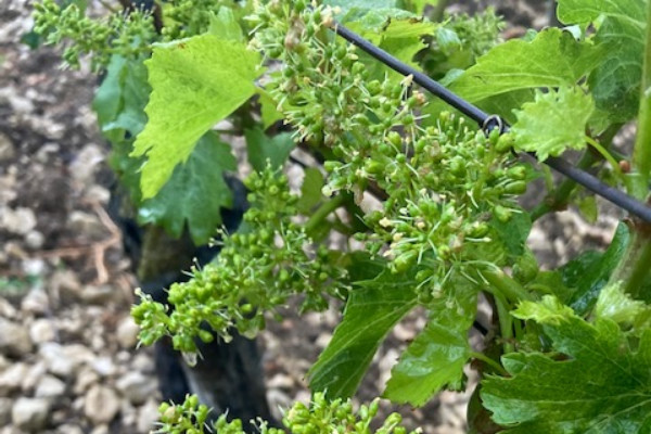 Dans le vignoble de Chablis, une fleur qui sent bon l’optimisme