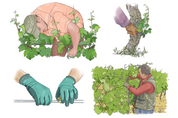 Bordeaux 'submergé' par la pousse des vignes et le besoin de main d’œuvre