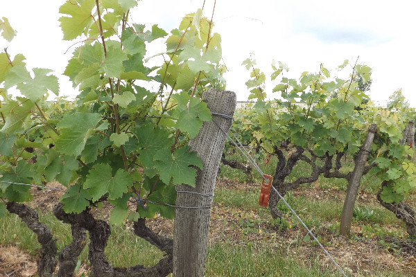 La vigne pousse vite et en pleine santé en Touraine