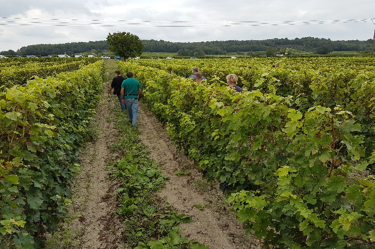  Plus question de courir après la flavescence dorée dans les zones dites d'enrayement