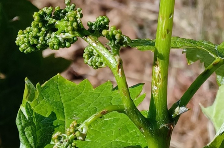 Retour de la pluie…et de la grêle dans le vignoble du Var