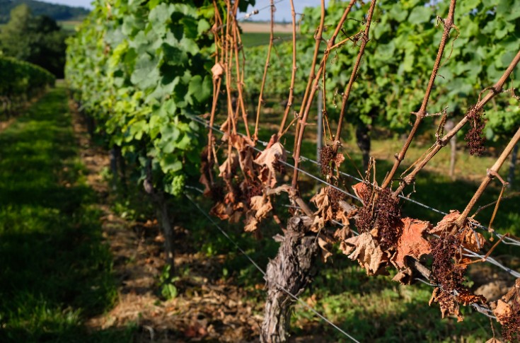 Enquête dépérissement au cœur du vignoble de Provence