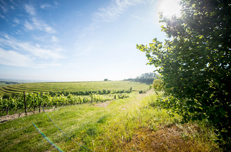 Hennessy paie 1 000 km de haies en 10 ans pour ses viticulteurs, et les autres