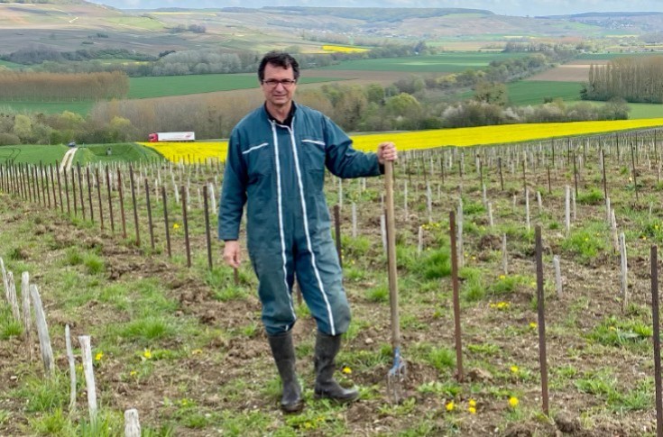 Champagne plants its first semi-wide vines Champagne plants its first semi-wide vines