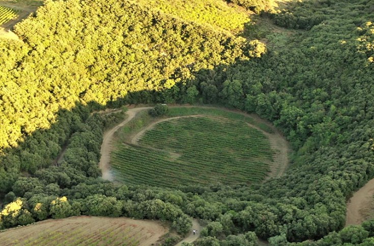 Claim that vines planted on a meteorite crater now evidence-based