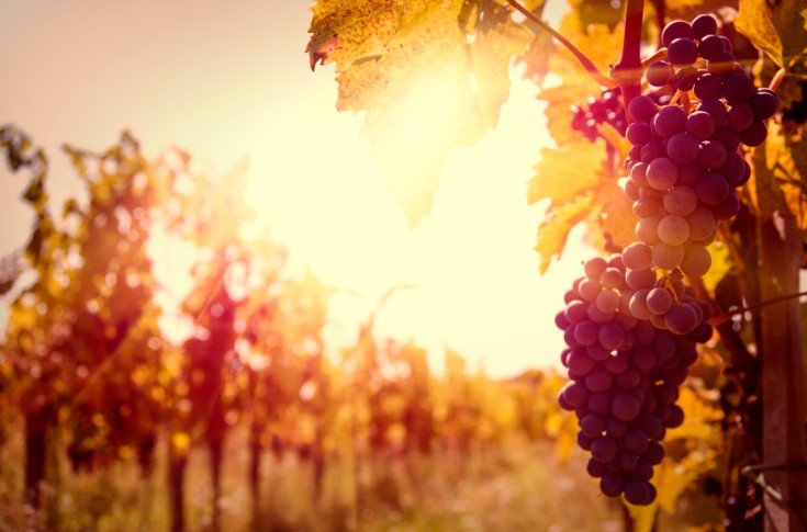 Une association qui aide les vignerons face au changement climatique