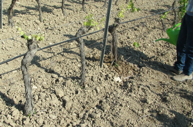 Un arrêté « crise » sécheresse pour les vignes dans les Pyrénées Orientales
