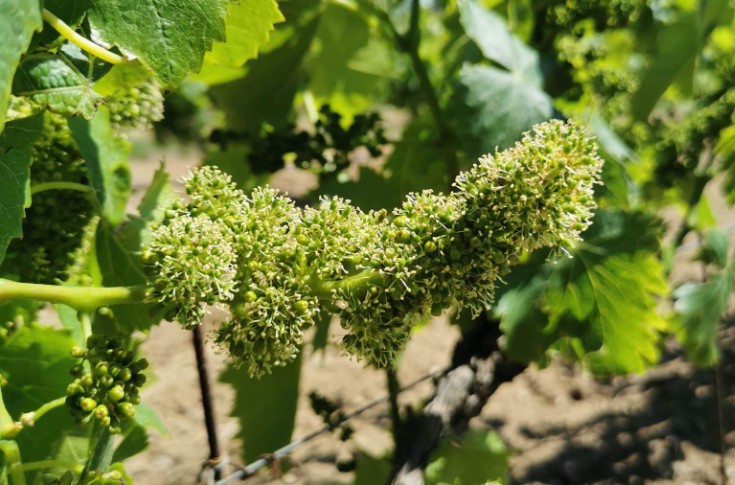 Le vignoble se pare de ses premières fleurs