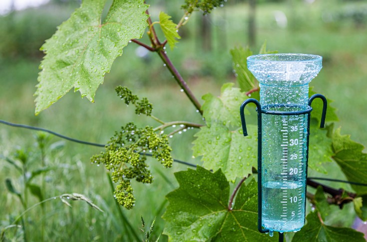 Une pression mildiou présente mais encore maitrisée dans les vignes bordelaises