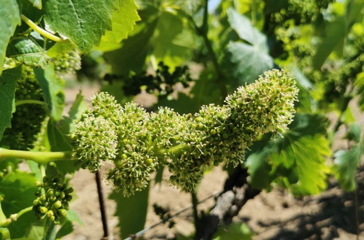 Flowering starts across the vineyards of France Flowering starts across the vineyards of France