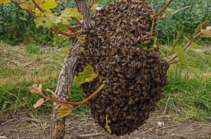 Pourquoi trouve-t-on un essaim sur un pied de vigne ?