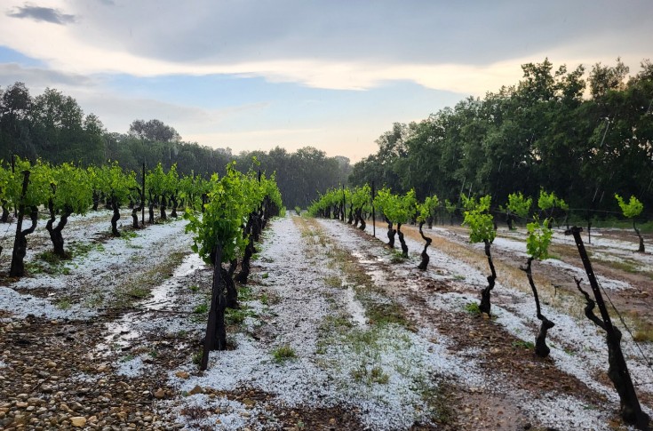 Hail destroys vineyards and dashes hopes of a good crop in the Gard region of Southern France Hail destroys vineyards and dashes hopes of a good crop in the Gard region of Southern France