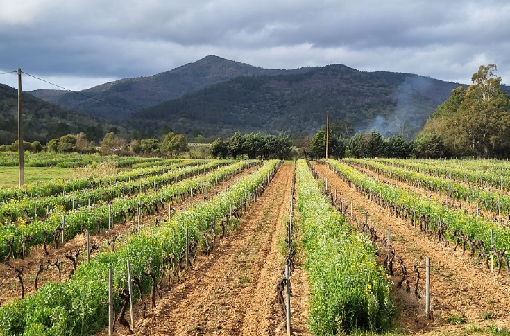 Les vignerons provençaux veulent gérer durablement leurs sols 