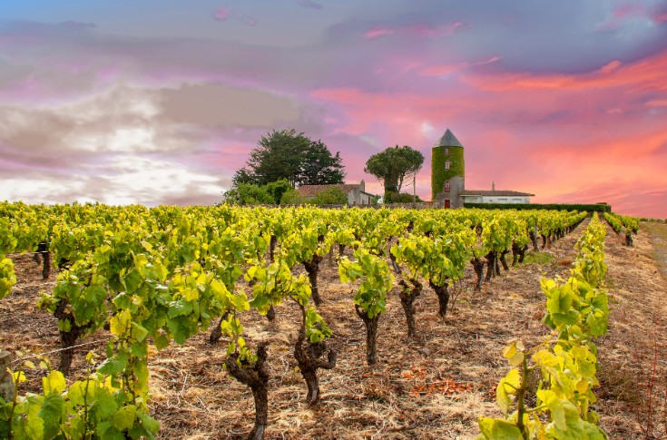 Un vent d’optimisme dans les vignes du Muscadet !