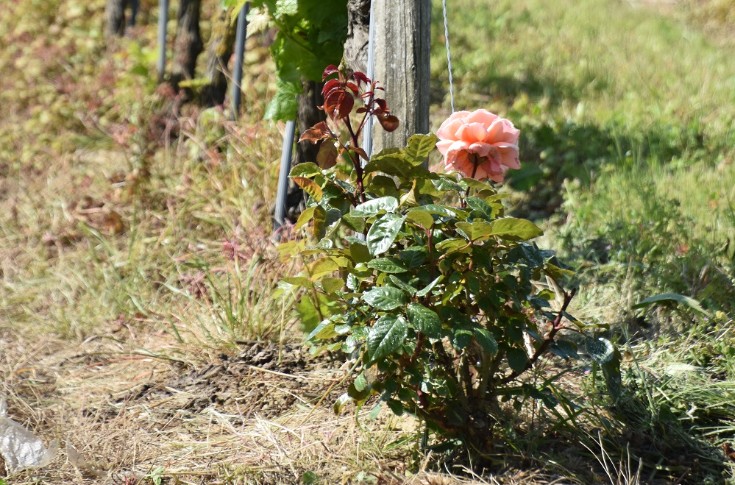 Quand la rose se marie au vin rosé…