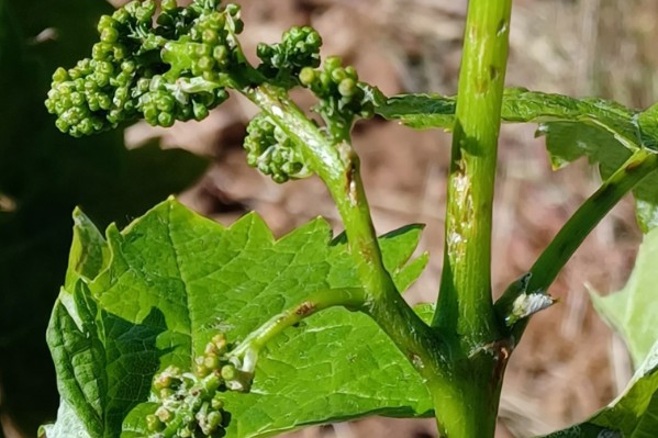 Retour de la pluie…et de la grêle dans le vignoble du Var