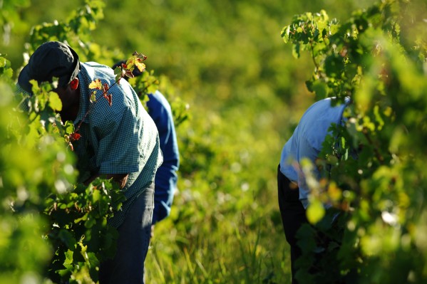 L’abandon de poste des salariés viticoles désormais considéré comme une démission