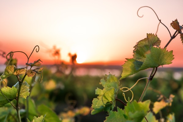 Agrauxine arrête la distribution de ses biosolutions aux vignerons