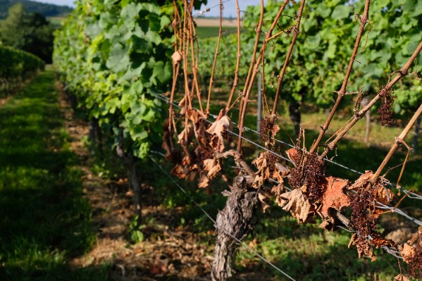 Enquête dépérissement au cœur du vignoble de Provence