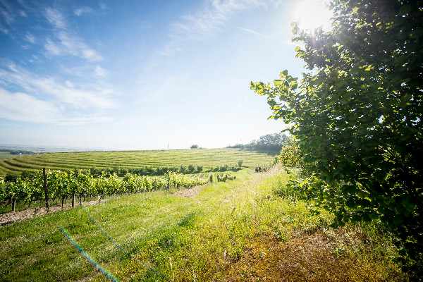 Hennessy paie 1 000 km de haies en 10 ans pour ses viticulteurs, et les autres