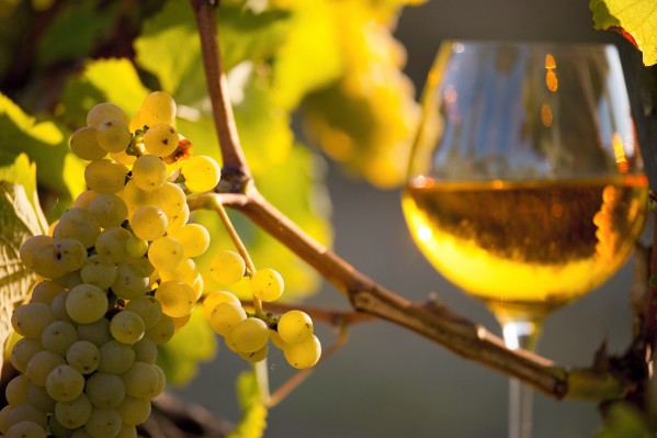 Le vignoble de Gascogne anticipe de beaux rendements