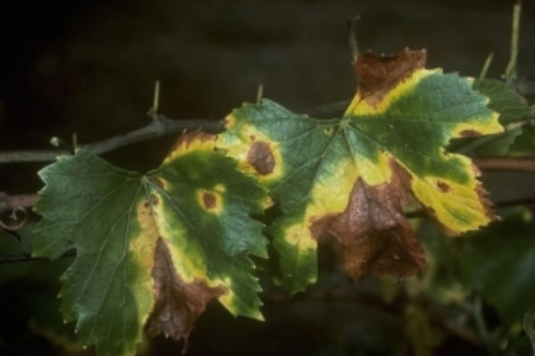 La bactérie tueuse de vignes découverte au Portugal
