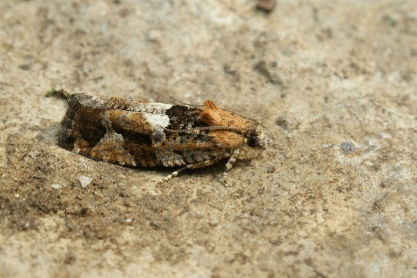 Des bactéries pour lutter contre le vers de la grappe