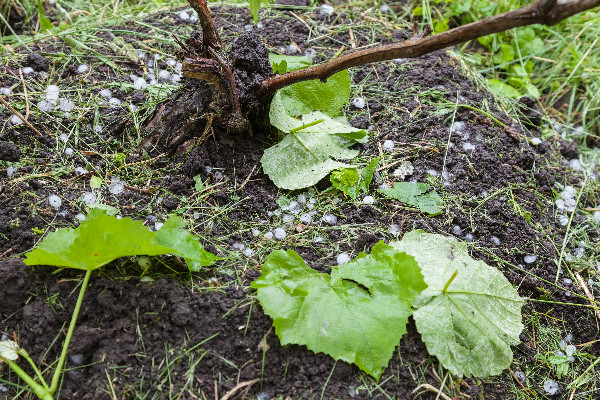 La France militera pour la réforme de la moyenne olympique de l’assurance récolte