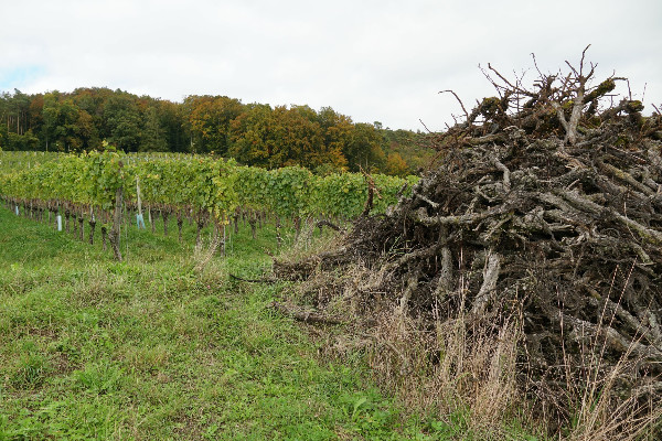Cognac laisse la porte ouverte au transfert de vignes arrachées à Bordeaux s’il y a un contrôle total