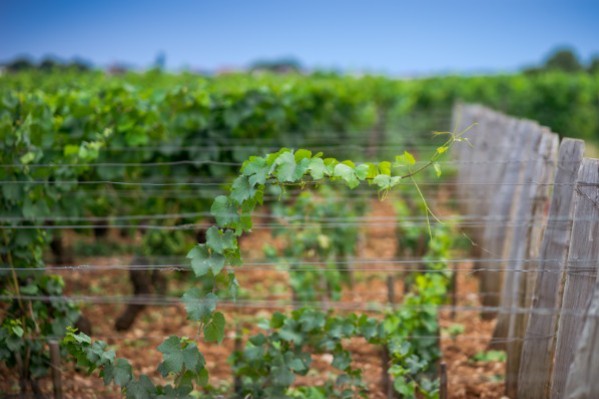  Ces vignerons ont adapté les travaux en vert pour protéger leurs vignes des effets néfastes du réchauffement