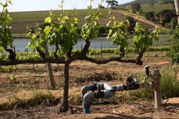 4 étapes à ne pas oublier avant de relancer l’irrigation du vignoble