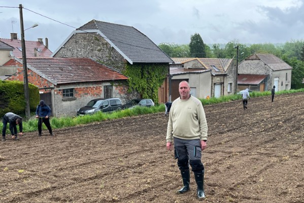 Premières plantations de voltis en Champagne