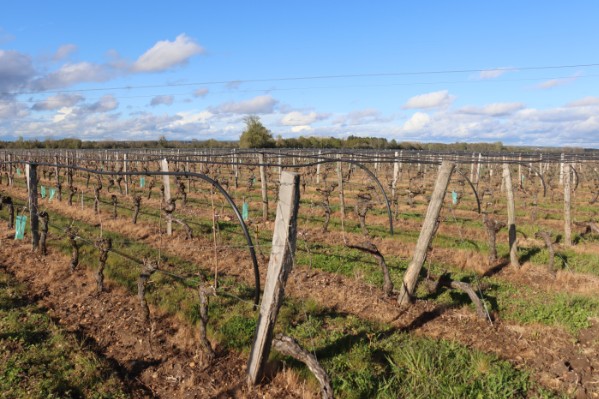 La lutte antigel par aspersion prend pied à Bourgueil 