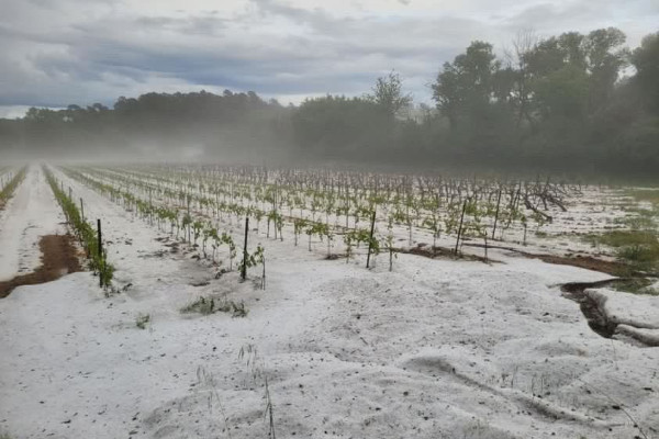 Vignes raclées et toujours menacées par la grêle en Provence
