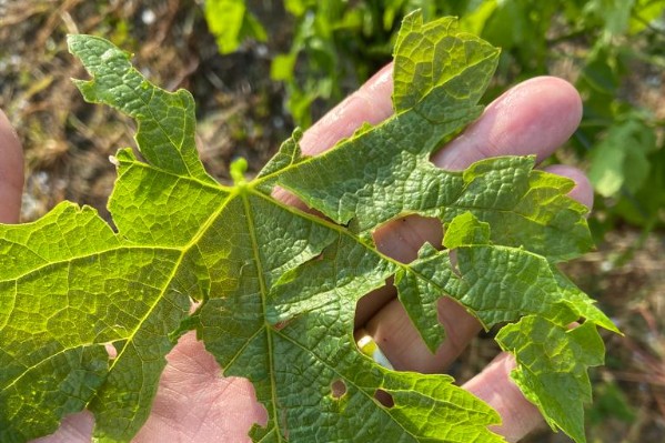 Les Saints de glace ont fait peur mais pas trop mal à ces viticulteurs 