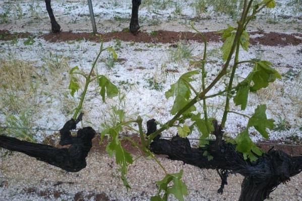 Comment sauver la vendange après la grêle ?